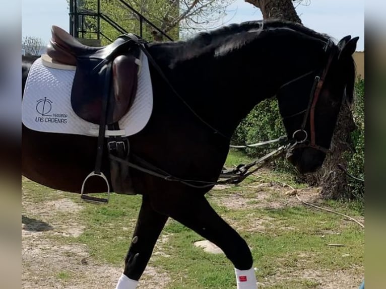 Spanisches Sportpferd Hengst 3 Jahre 171 cm Rappe in Carretera Alcala- Camarma Km 3,3