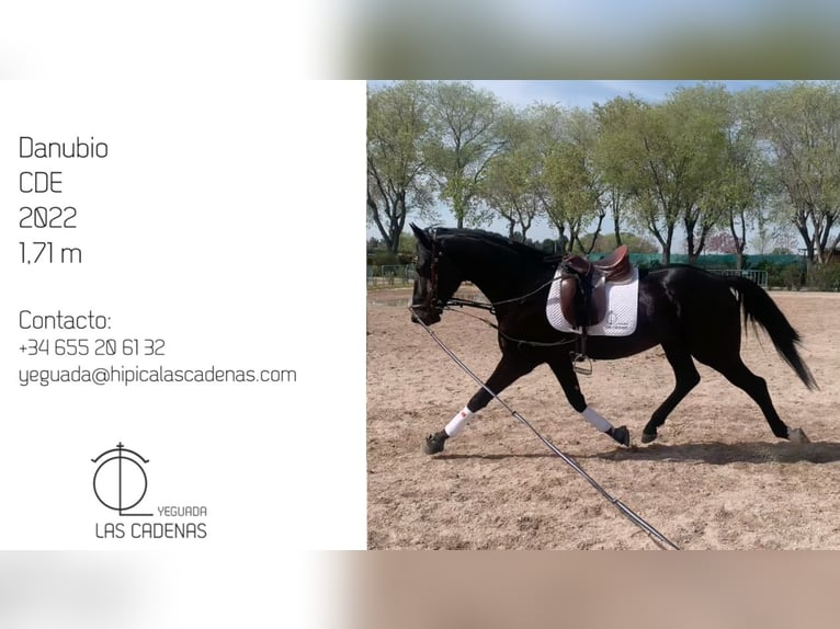Spanisches Sportpferd Hengst 3 Jahre 171 cm Rappe in Carretera Alcala- Camarma Km 3,3