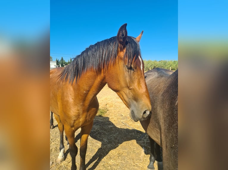 Spanisches Sportpferd Hengst 3 Jahre Brauner in Arcos de la Frontera