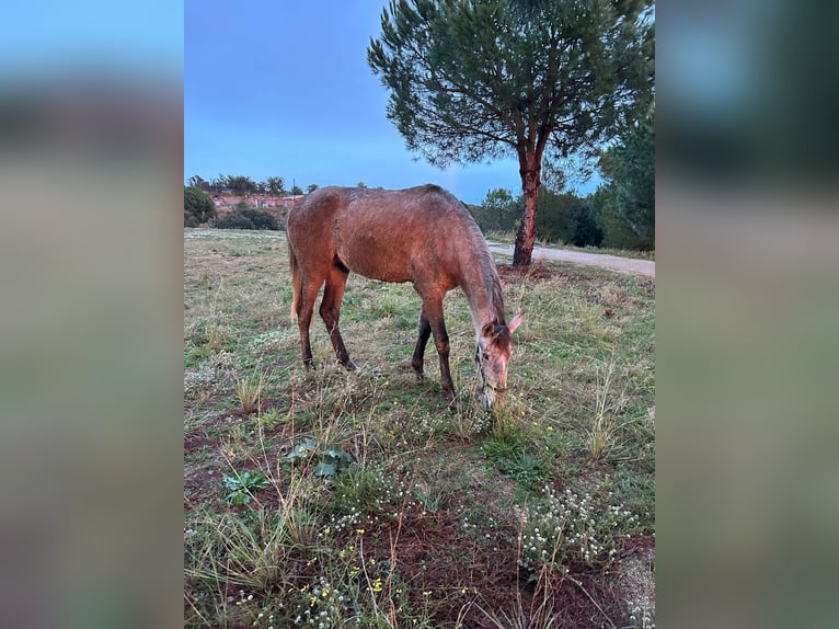 Spanisches Sportpferd Hengst 3 Jahre Schimmel in Canet De Mar