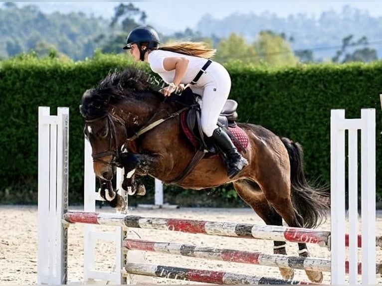 Spanisches Sportpferd Mix Hengst 4 Jahre 137 cm Dunkelbrauner in Barreira (Santa Maria De Toras-Laracha)