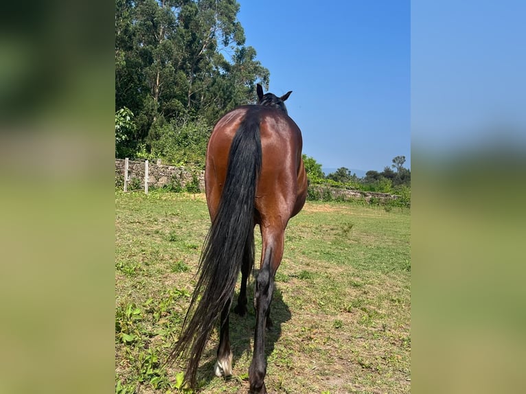 Spanisches Sportpferd Hengst 4 Jahre 156 cm Brauner in Solleiro (Tomi&#xF1;o)