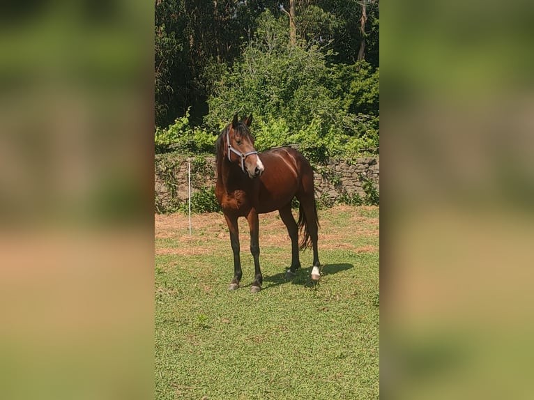 Spanisches Sportpferd Hengst 4 Jahre 156 cm Brauner in Solleiro (Tomi&#xF1;o)