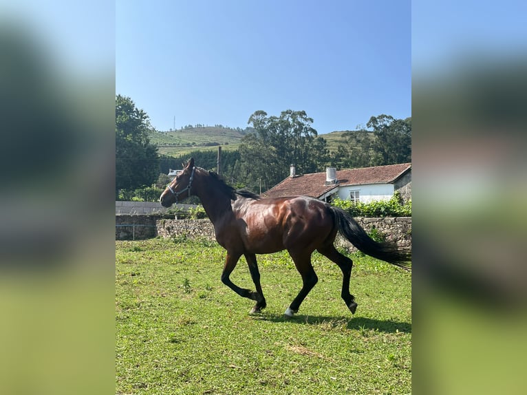 Spanisches Sportpferd Hengst 4 Jahre 156 cm Brauner in Solleiro (Tomi&#xF1;o)