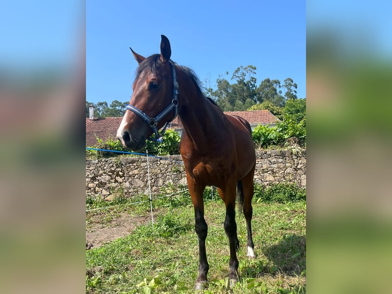 Spanisches Sportpferd Hengst 4 Jahre 156 cm Brauner in Solleiro (Tomi&#xF1;o)