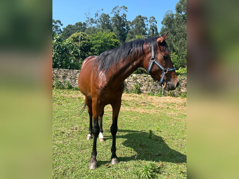 Spanisches Sportpferd Hengst 4 Jahre 156 cm Brauner in Solleiro (Tomi&#xF1;o)