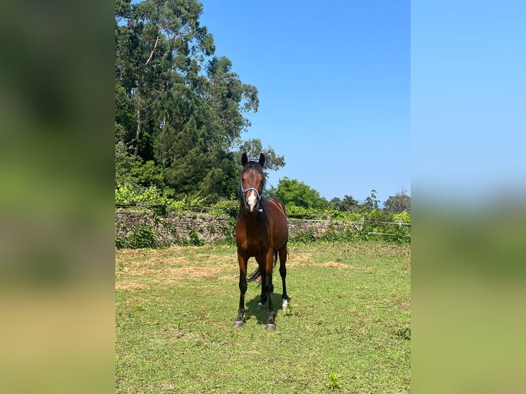 Spanisches Sportpferd Hengst 4 Jahre 156 cm Brauner in Solleiro (Tomi&#xF1;o)