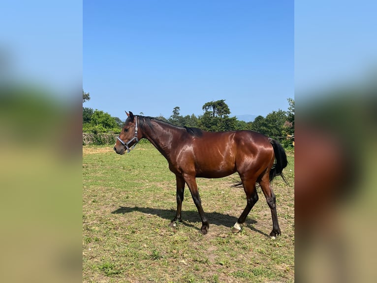 Spanisches Sportpferd Hengst 4 Jahre 156 cm Brauner in Solleiro (Tomi&#xF1;o)