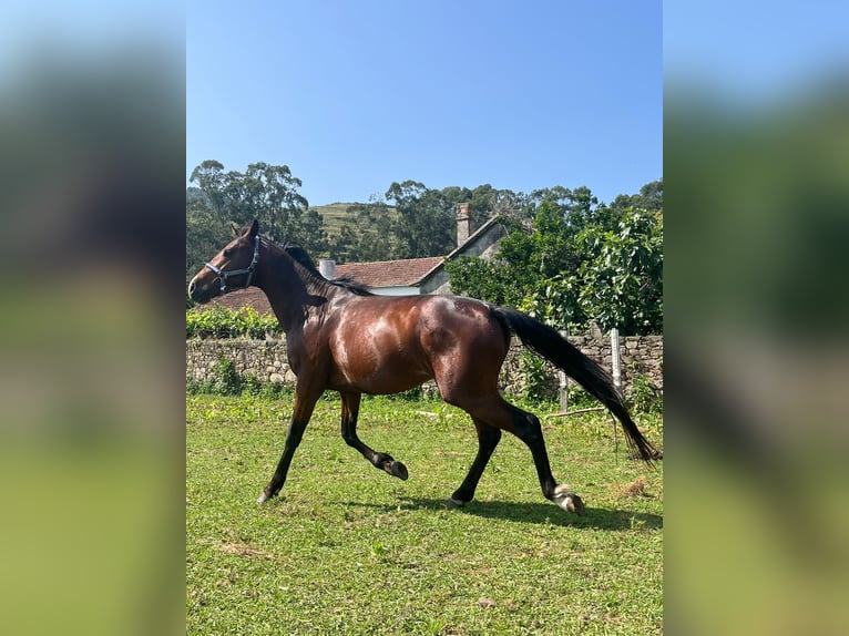 Spanisches Sportpferd Hengst 4 Jahre 156 cm Brauner in Solleiro (Tomi&#xF1;o)