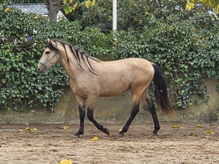 Spanisches Sportpferd Hengst 4 Jahre 156 cm in Barcelona