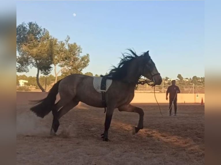 Spanisches Sportpferd Hengst 4 Jahre 163 cm Falbe in Pedralba