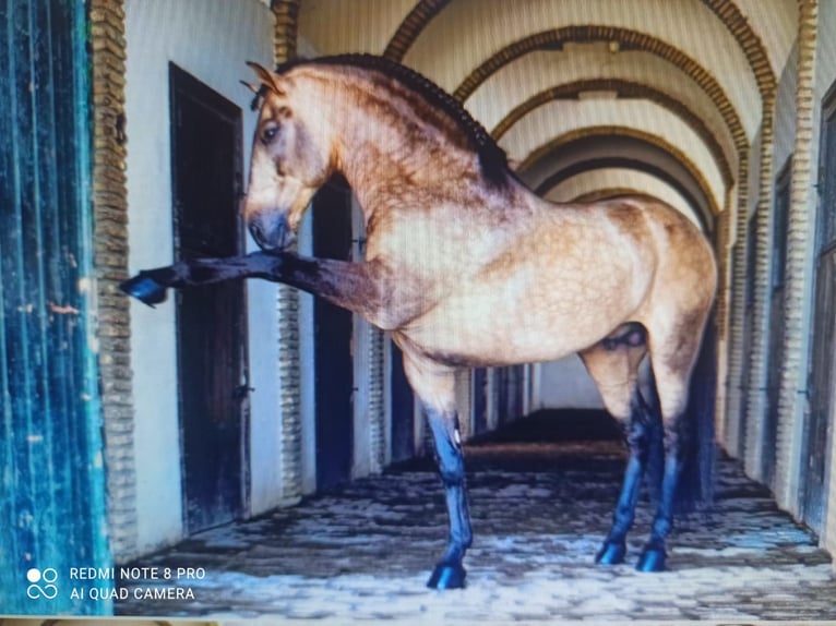 Spanisches Sportpferd Hengst 4 Jahre 163 cm Falbe in Pedralba