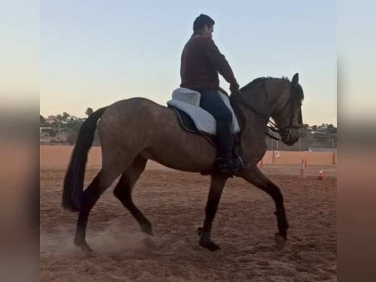 Spanisches Sportpferd Hengst 4 Jahre 163 cm Falbe in Pedralba