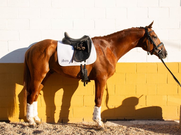 Spanisches Sportpferd Hengst 4 Jahre 166 cm Rotfuchs in Espirdo