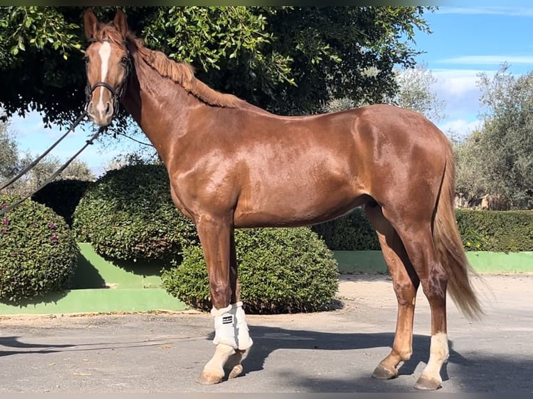 Spanisches Sportpferd Hengst 4 Jahre 167 cm Fuchs in Alquerias De Santa Barbara,Burriana