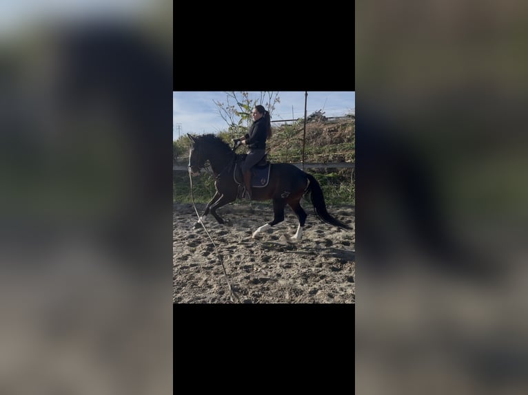 Spanisches Sportpferd Hengst 4 Jahre 169 cm Dunkelbrauner in Cuarte De Huerva