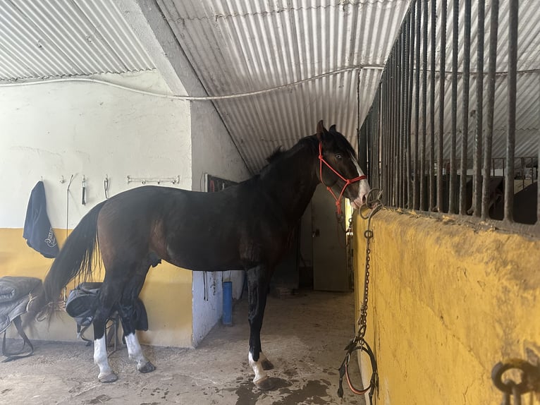 Spanisches Sportpferd Hengst 4 Jahre 169 cm Dunkelbrauner in Cuarte De Huerva
