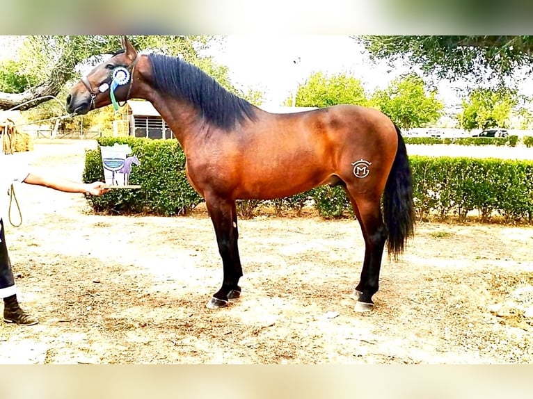 Spanisches Sportpferd Hengst 4 Jahre 172 cm Brauner in Conil de la Frontera