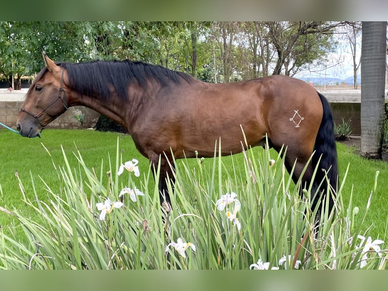 Spanisches Sportpferd Hengst 4 Jahre 172 cm Brauner in Los Ángeles