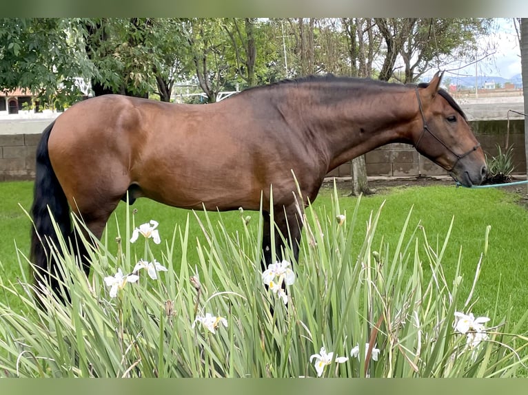 Spanisches Sportpferd Hengst 4 Jahre 172 cm Brauner in Los Ángeles