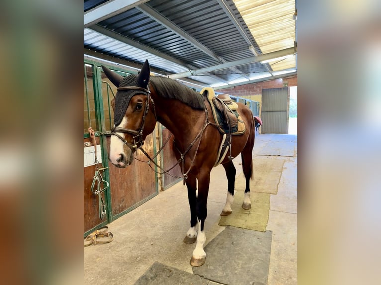 Spanisches Sportpferd Hengst 4 Jahre 172 cm Brauner in Gijon