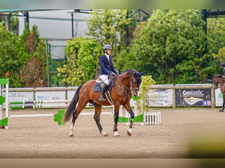 Spanisches Sportpferd Hengst 4 Jahre 172 cm Brauner in Gijon