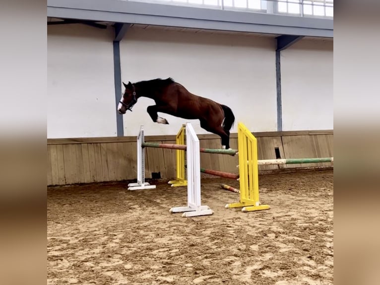 Spanisches Sportpferd Hengst 4 Jahre 172 cm Brauner in Gijon