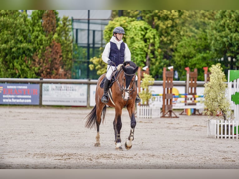 Spanisches Sportpferd Hengst 4 Jahre 172 cm Brauner in Gijon