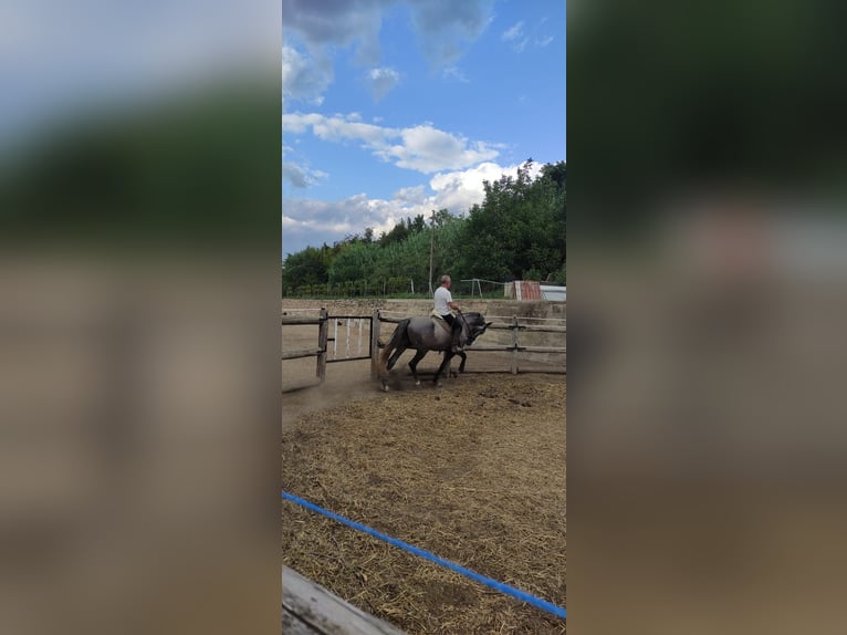Spanisches Sportpferd Hengst 4 Jahre 174 cm Schimmel in Navarcles