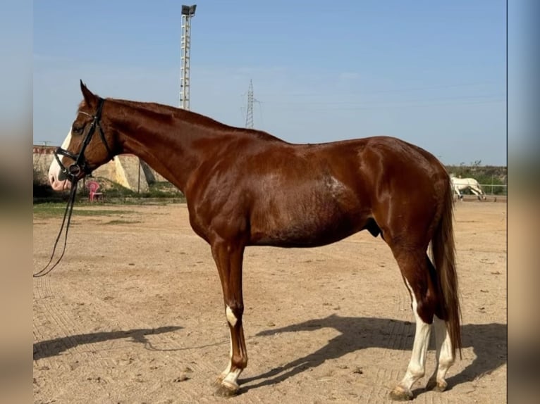 Spanisches Sportpferd Hengst 4 Jahre 175 cm Fuchs in Cartagena