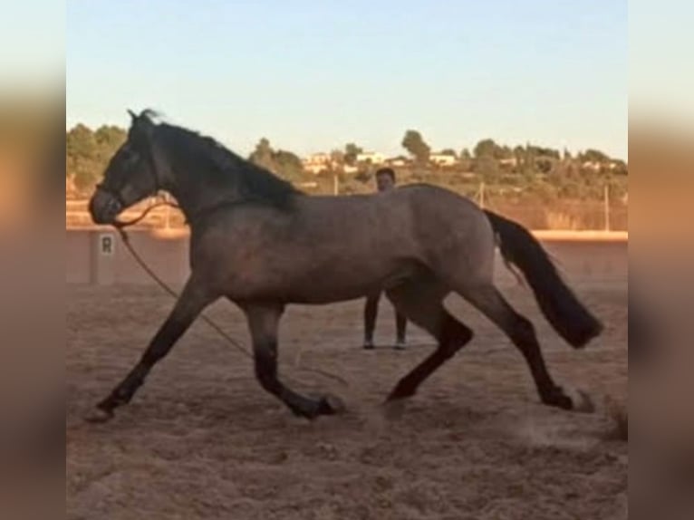 Spanisches Sportpferd Hengst 5 Jahre 158 cm Falbe in Pedralba