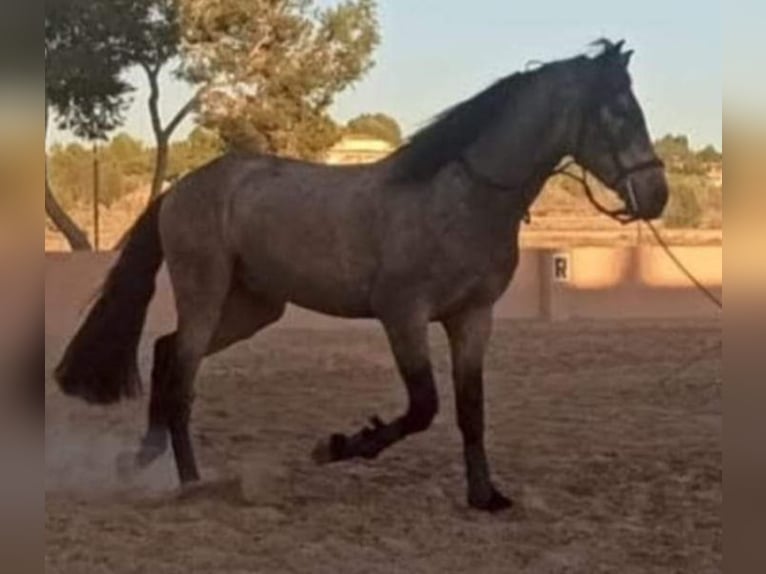 Spanisches Sportpferd Hengst 5 Jahre 159 cm Falbe in Pedralba