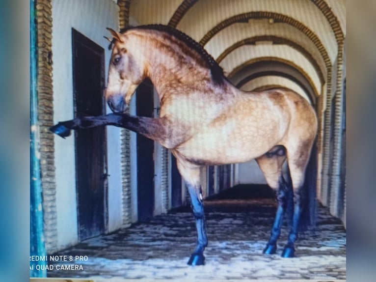 Spanisches Sportpferd Hengst 5 Jahre 159 cm Falbe in Pedralba