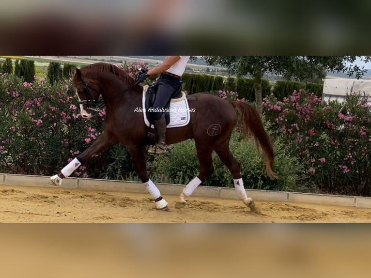 Spanisches Sportpferd Hengst 5 Jahre 163 cm Dunkelfuchs in Sevilla