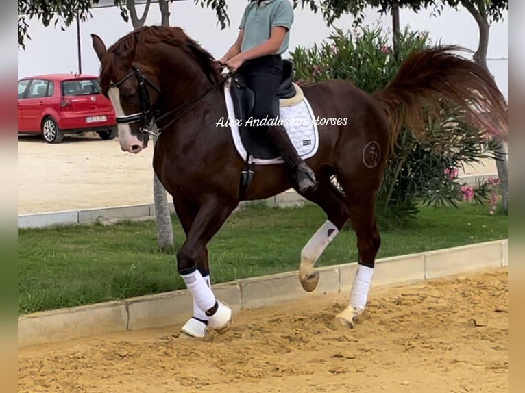 Spanisches Sportpferd Hengst 5 Jahre 163 cm Dunkelfuchs in Sevilla