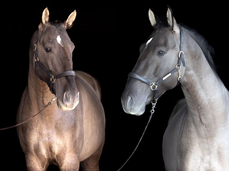 Spanisches Sportpferd Hengst 5 Jahre 164 cm Grullo in Navas Del Madroño