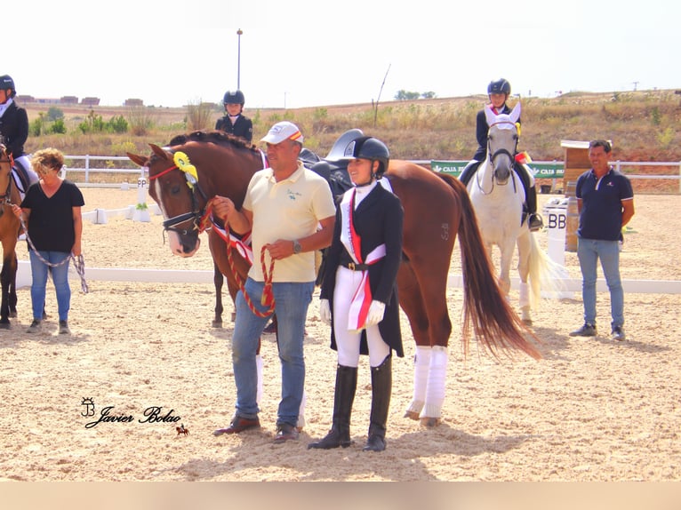 Spanisches Sportpferd Hengst 5 Jahre 165 cm Rotfuchs in SALAMANCA