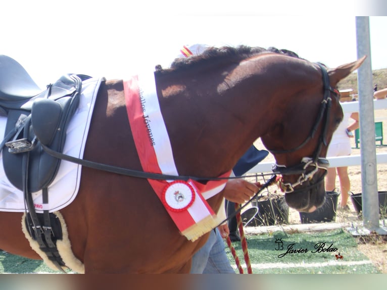 Spanisches Sportpferd Hengst 5 Jahre 165 cm Rotfuchs in SALAMANCA