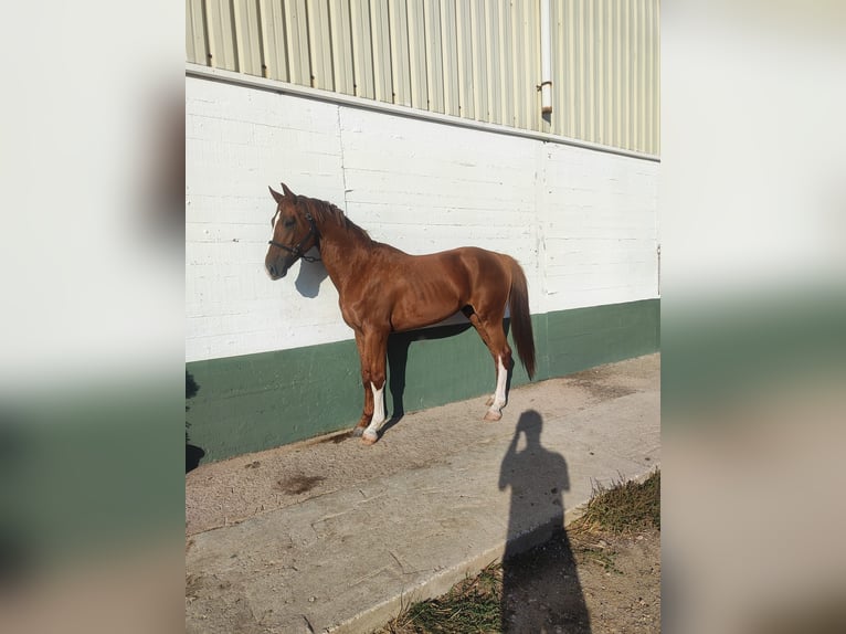 Spanisches Sportpferd Hengst 5 Jahre 167 cm Fuchs in Burgos