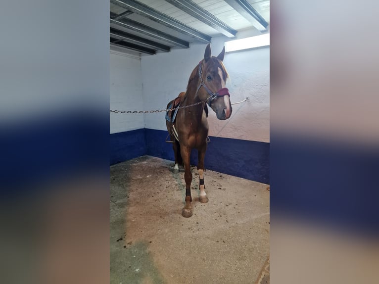 Spanisches Sportpferd Hengst 5 Jahre 167 cm Fuchs in Burgos