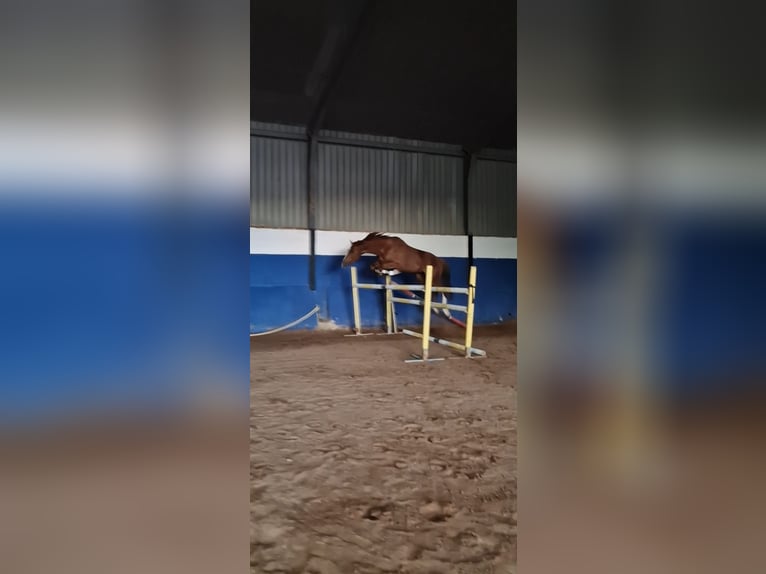 Spanisches Sportpferd Hengst 5 Jahre 167 cm Fuchs in Burgos