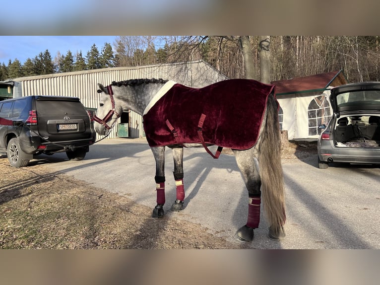 Spanisches Sportpferd Hengst 5 Jahre 170 cm Apfelschimmel in Bad Kleinkirchheim