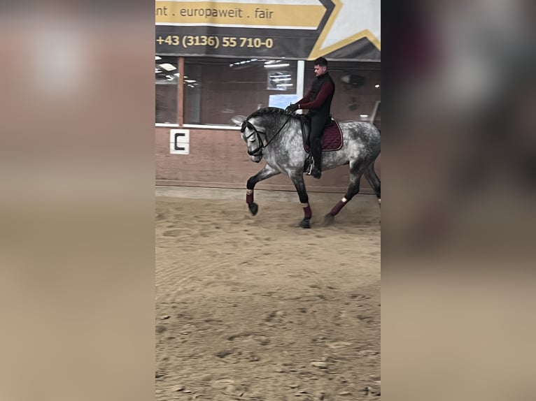 Spanisches Sportpferd Hengst 5 Jahre 170 cm Apfelschimmel in Bad Kleinkirchheim