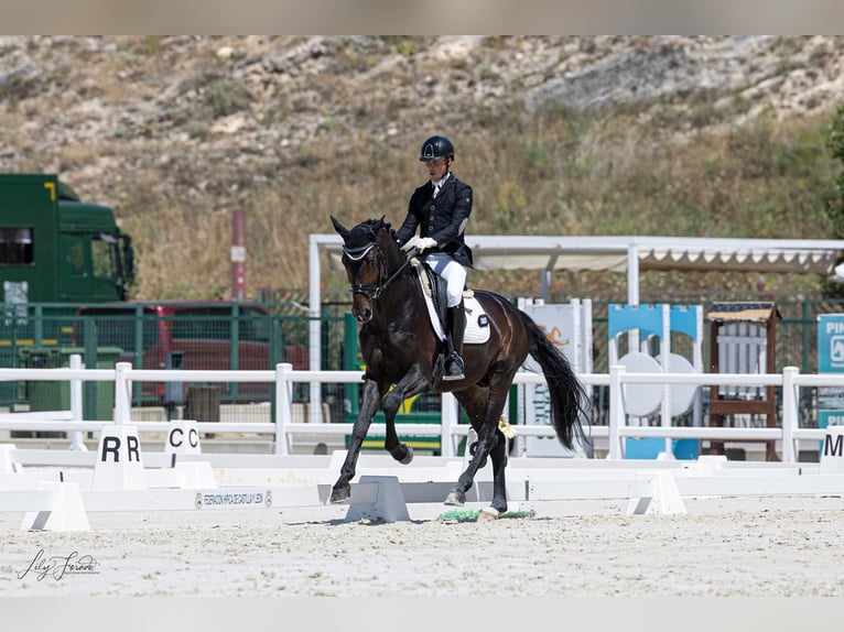 Spanisches Sportpferd Hengst 5 Jahre 174 cm Dunkelbrauner in La Cisterniga