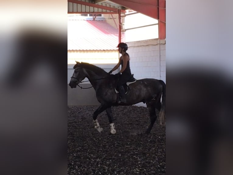 Spanisches Sportpferd Hengst 5 Jahre Schimmel in Cabrerizos