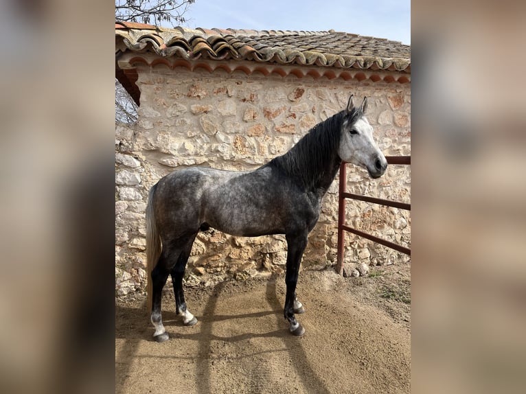 Spanisches Sportpferd Hengst 6 Jahre 160 cm Apfelschimmel in Nuevo Baztan