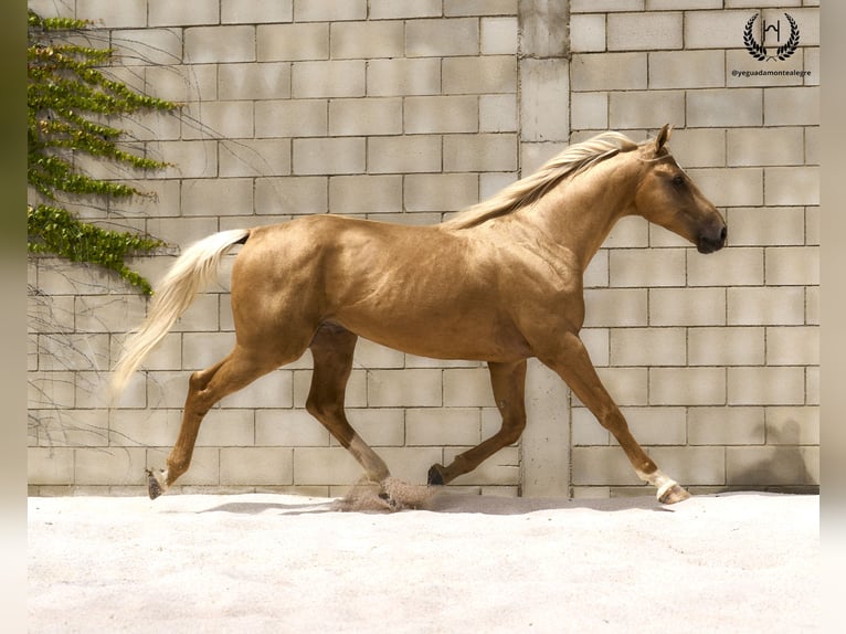 Spanisches Sportpferd Hengst 6 Jahre 163 cm Palomino in Navalperal De Pinares