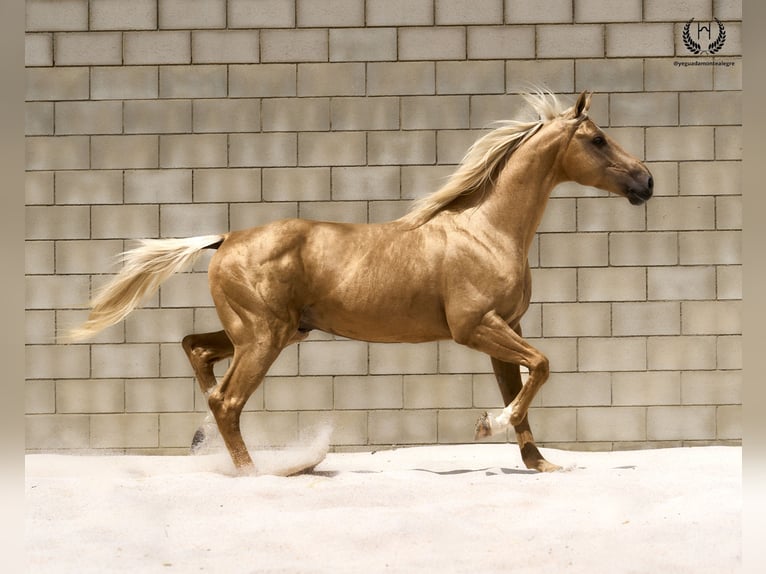 Spanisches Sportpferd Hengst 6 Jahre 163 cm Palomino in Navalperal De Pinares