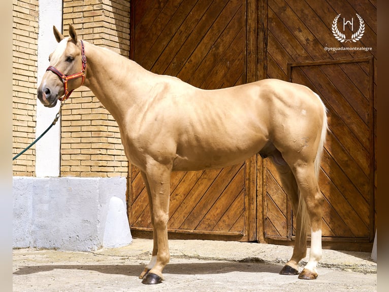 Spanisches Sportpferd Hengst 6 Jahre 163 cm Palomino in Navalperal De Pinares