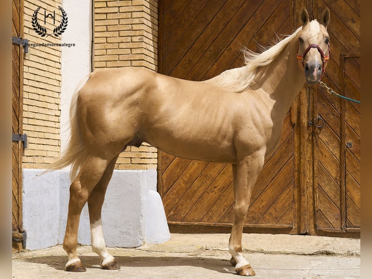 Spanisches Sportpferd Hengst 6 Jahre 163 cm Palomino in Navalperal De Pinares